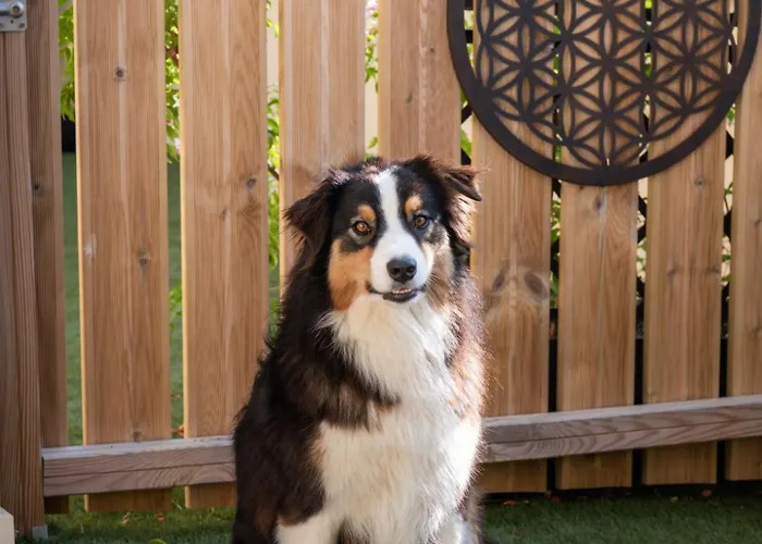 La Belle Gruissanaise * 格吕桑